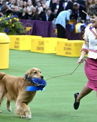 Westminster Kennel Club Dog Show New York